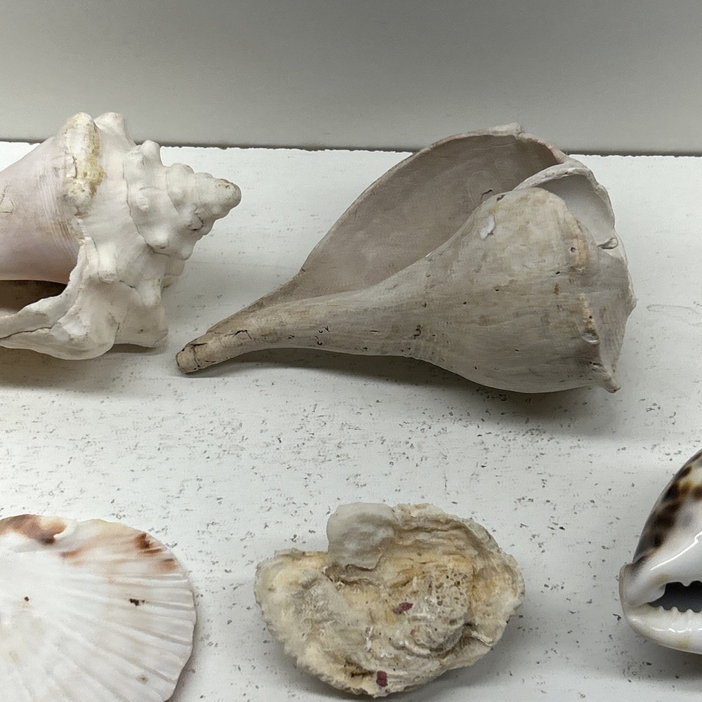 Mixed Seashell Collection Lot Conch Scallop Assorted Coastal‎ Decor - Picture 16 of 16